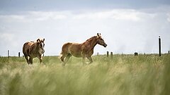 Pferde auf der Weide auf einer Salzwiese auf Juist