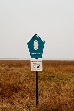 Salzwiesen auf Juist