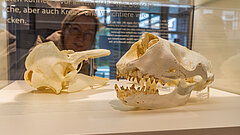 Detail in Ausstellung innen im Nationalpark-Haus auf Juist