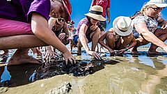 Gruppe bei einer Wattwanderung auf Juist