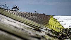 Austernfischer am Ostdeich auf Juist