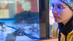 Detail in der Ausstellung innen im Nationalpark-Haus auf Juist