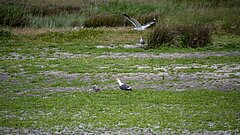 Möwe auf dem Boden mit Nachwuchs auf einer grünen Umgebung