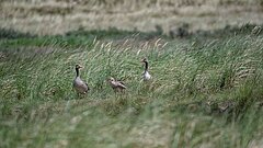 Zwei Gänse mit Nachwuchs auf einer Wiese auf Juist