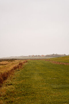 Salzwiesen auf Juist