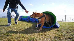 Urlaub mit Hund Mann mit Hund auf Juist auf dem Hundeauslaufplatz