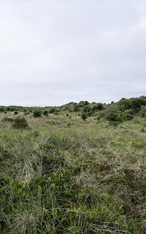 Dünenlandschaft auf Juist