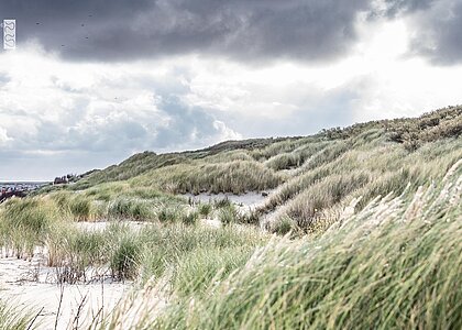 Dünenlandschaft auf Juist am Strand
