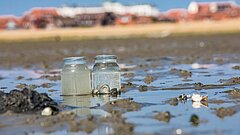 Miesmuscheln als Klärwerk des Meeres, Versuch bei einer Wattwanderung auf Juist mit zwei Gläsern voller Meereswasser