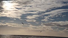Vögel am Himmel über dem Wattenmeer auf Juist