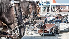Kutsche am Hafen auf Juist