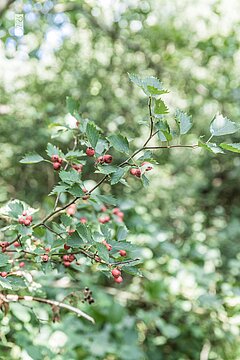 Urlaub auf den Ostfriesischen Insel - Wäldchen auf Juist