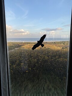 Aussicht aus den Großen Saal im Haus des Kurgastes auf Juist auf den Strand, Fenster mit Vogelaufkleber in schwarz