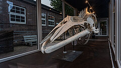 Gestrandeter Wal - Skelett Waltraud im Nationalpark-Haus auf Juist