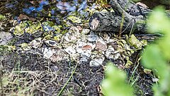Naturverbundenheit und Nachhaltigkeit gehen Hand in Hand wie hier im Wäldchen auf Juist