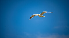 Möwe fliegt vor blauem Himmel mit ausgestreckten Flügeln auf Juist