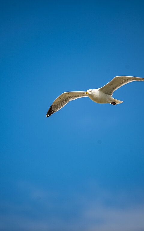 Aktuelles Wetter auf Juist