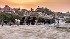 Pferde werden von der Weide getrieben auf Juist