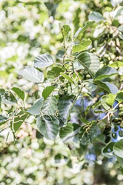 Urlaub auf den Ostfriesischen Insel - Wäldchen auf Juist