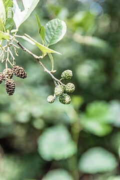 Urlaub auf den Ostfriesischen Insel - Wäldchen auf Juist