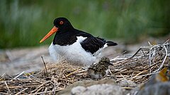 Austernfischer auf Juist im Nest mit Nachwuchs