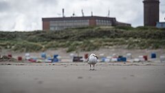 Möwe am Juister Strand mit Strandkörben, Promenade und Haus des Kurgastes im Hintergrund