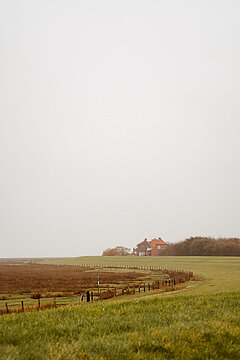 Salzwiesen auf Juist