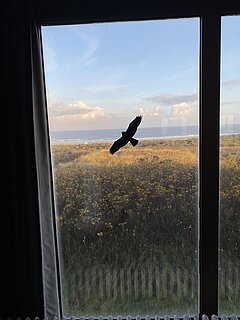 Aussicht aus den Großen Saal im Haus des Kurgastes auf Juist auf den Strand, Fenster mit Vogelaufkleber in schwarz