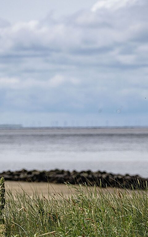 Nationalpark-Ranger beobachtet Vögel auf dem Wattenmeer am Kalfamer auf Juist