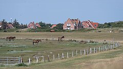 Pferde auf einer Salzwiese auf Juist am Billdeich