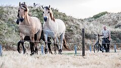 Pferde auf der Insel Juist