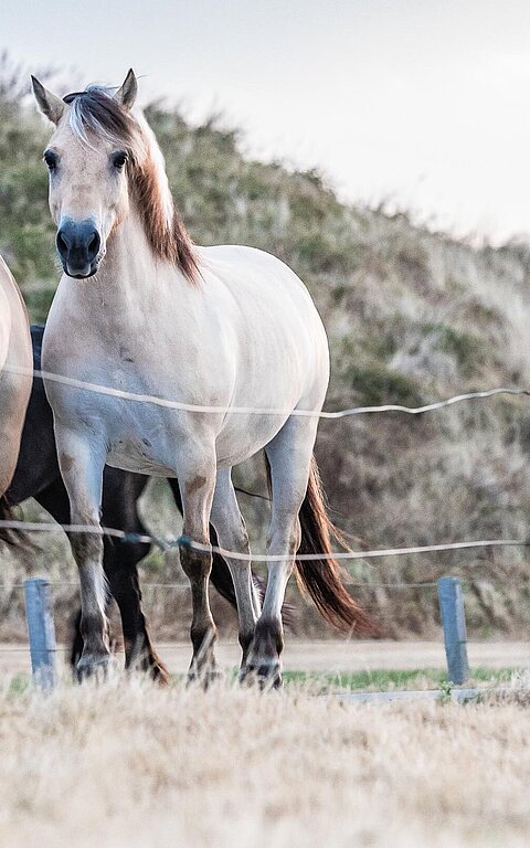 Pferde auf der Insel Juist